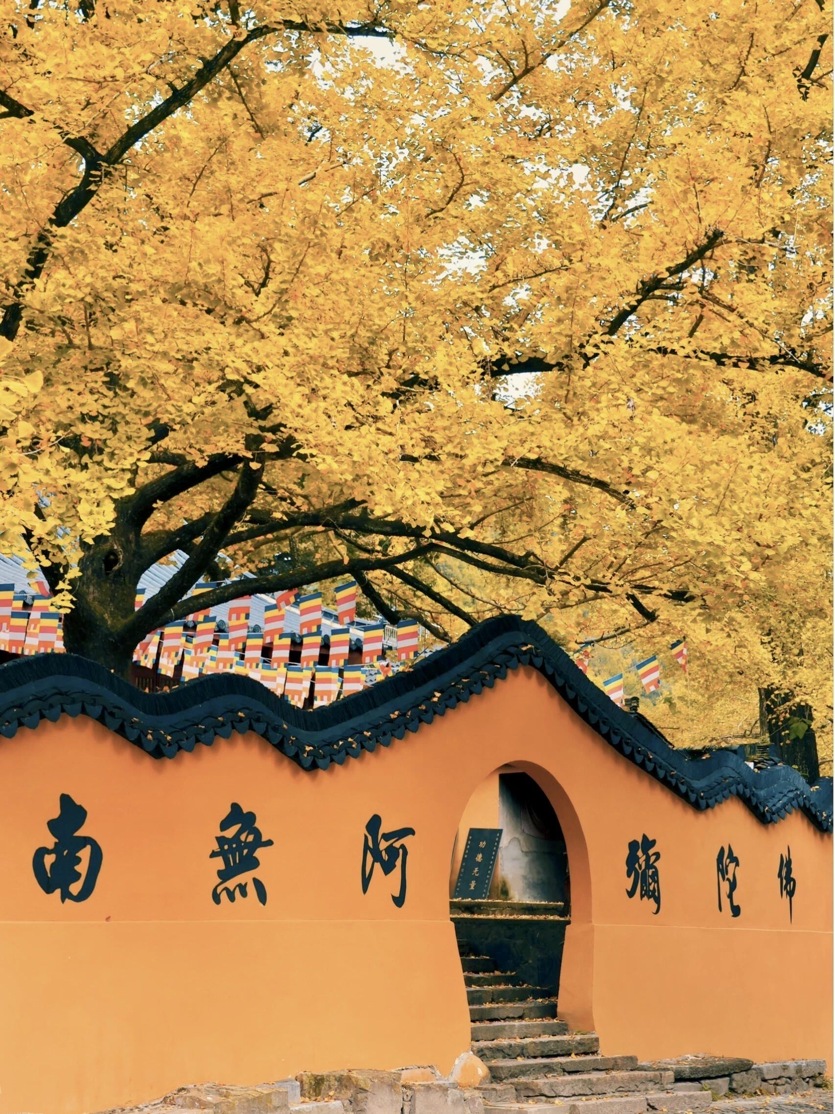 十里古银杏长廊!又到一年银杏季🍂🍂🍂