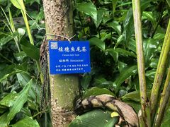-西双版纳原始森林公园