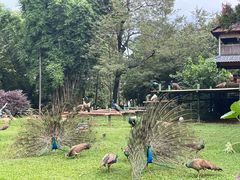 -昆明动物园