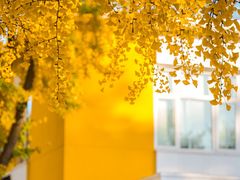 -三里屯东五街银杏大道