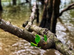 -宝安西湾红树林湿地公园
