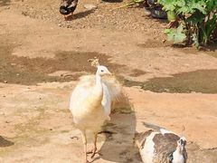 -海南热带野生动植物园