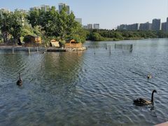 -五缘湾湿地公园