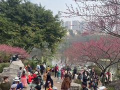 -重庆彩云湖湿地公园