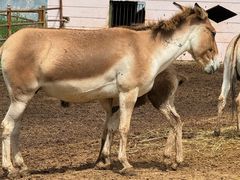-青藏高原野生动物园