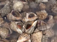 -宾朋海鲜特色美食餐厅·纯手工鲅鱼水饺(兴海路店)