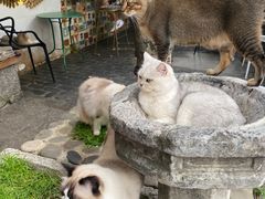 -喵屿·大理花园猫咖