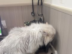 -佑安动物医院·全科·内窥镜中心(幸福巷店)