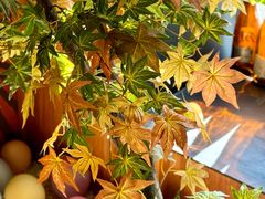 -河风の幸会精致料理