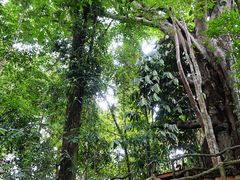 -西双版纳基诺山寨