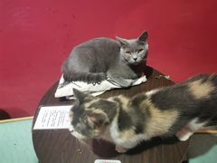 -猫色咖啡·猫咖