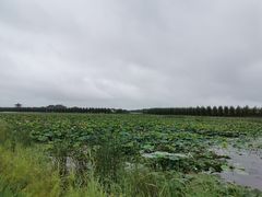 -呼兰河口湿地公园
