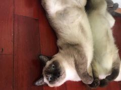 -more than meow吴止猫主题餐厅(承德 中船汇店)