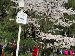 -武汉大学-樱园