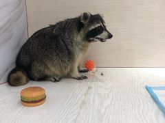 -浣熊柯尔鸭土拨鼠·电玩咖