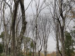 -昆山城市生态森林公园