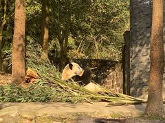 -都江堰中华大熊猫苑