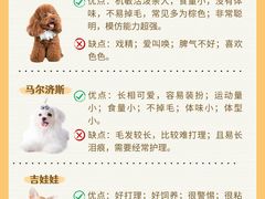 -翊宠yipet猫狗购宠庄园犬舍•猫舍