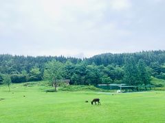 -武陵山森林公园