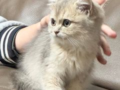 -翊宠yipet猫狗购宠庄园犬舍•猫舍