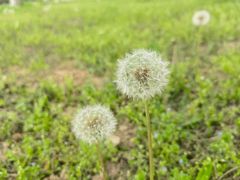 -渭河城市绿地运动公园