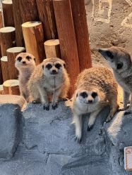 -Zoolung Zoolung动物主题公园(海信广场店)