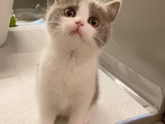 -猫大福·Fortune Cat猫舍(百子湾店)