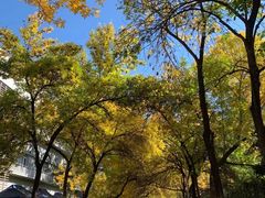 -三里屯东五街银杏大道