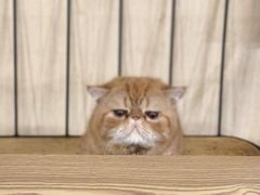 -豆逗聊愈猫阁Easy Life