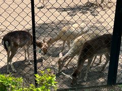 -北京麋鹿生态实验中心