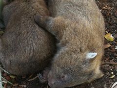 -费瑟代尔野生动物园