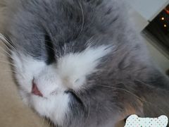 -猫大福·Fortune Cat猫舍(百子湾店)