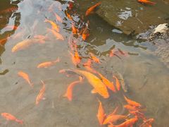 -玉苍山国家森林公园