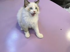 -十年猫舍·猫咪专门店(普陀店)