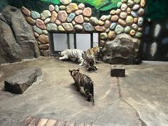 -上海野生动物园