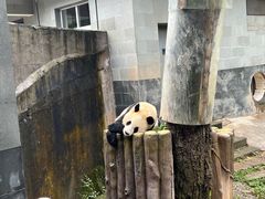 -沈阳森林动物园