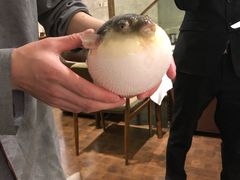 -肆月河豚·新淮扬(金融街店)