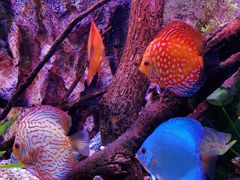 -上海海洋水族馆