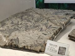 -辽宁古生物博物馆
