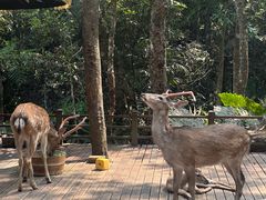 -普洱太阳河森林公园