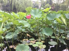 -四川大学(望江校区)