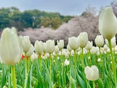 -苏州上方山国家森林公园