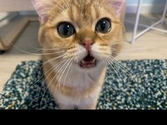 -猫大福·Fortune Cat猫舍(百子湾店)