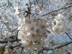 -高东镇樱花园