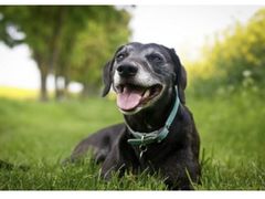 -瑞鹏宠物医院犬猫全科(真大分院)