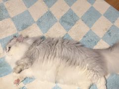 -佐罗家宠物馆·猫文化馆(紫霞路店)