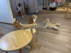 大堂-柴迷FANS CLUB·柴犬狗咖·猫咖