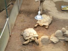 -西霞口神雕山野生动物世界