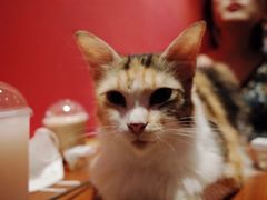 -猫色咖啡·猫咖