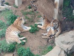 -大连森林动物园